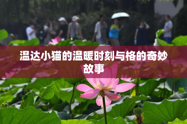 温达小猫的温暖时刻与格的奇妙故事