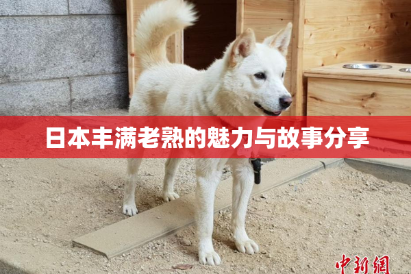 日本丰满老熟的魅力与故事分享