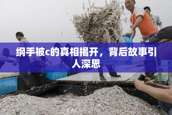 纲手被c的真相揭开，背后故事引人深思