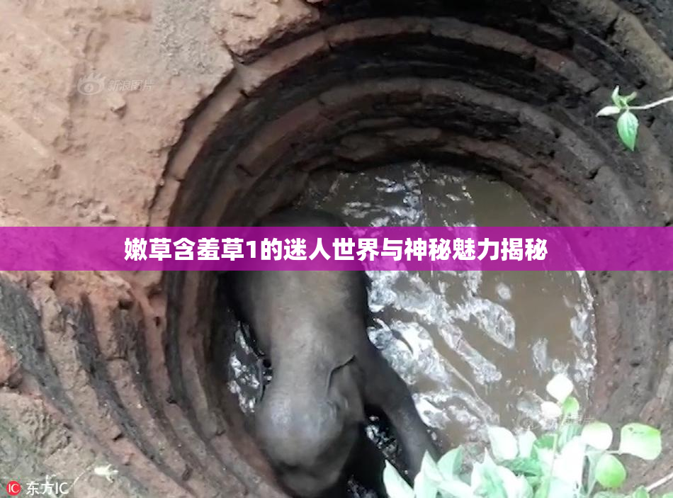 嫩草含羞草1的迷人世界与神秘魅力揭秘