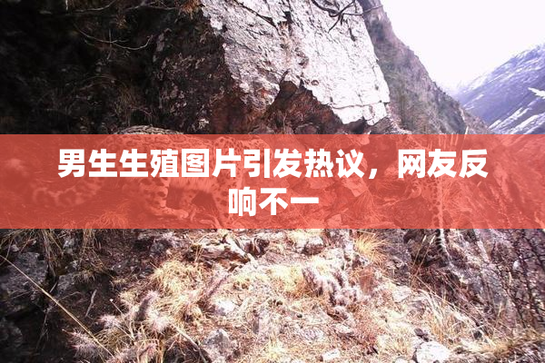 男生生殖图片引发热议，网友反响不一