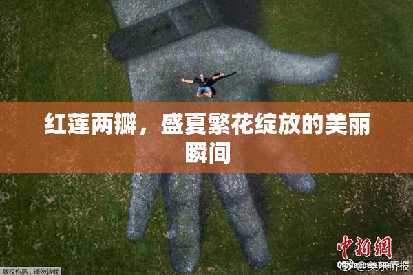 红莲两瓣，盛夏繁花绽放的美丽瞬间