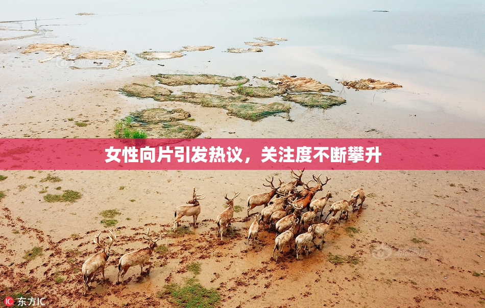 女性向片引发热议，关注度不断攀升