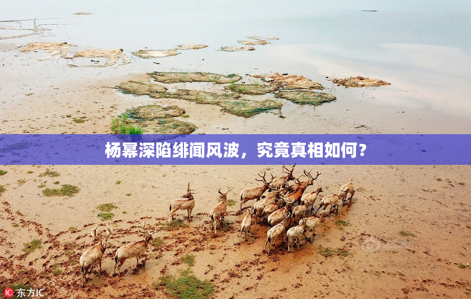 杨幂深陷绯闻风波，究竟真相如何？