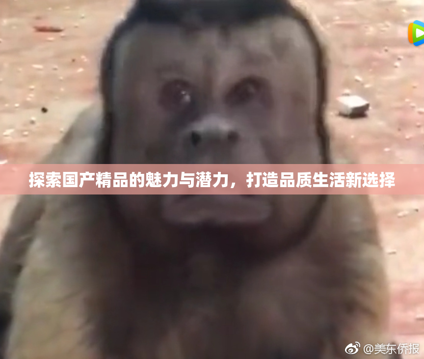 探索国产精品的魅力与潜力，打造品质生活新选择