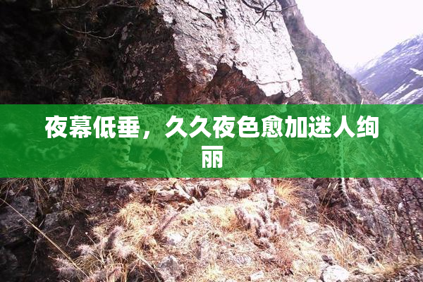 夜幕低垂，久久夜色愈加迷人绚丽