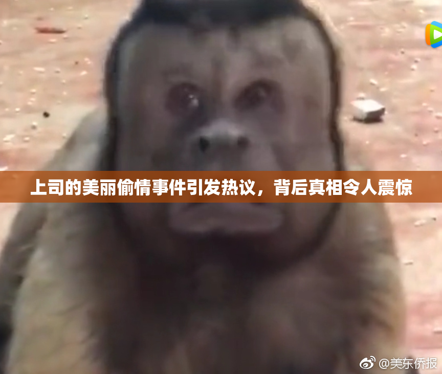 上司的美丽偷情事件引发热议，背后真相令人震惊