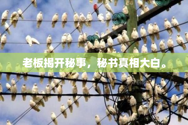老板揭开秘事，秘书真相大白。