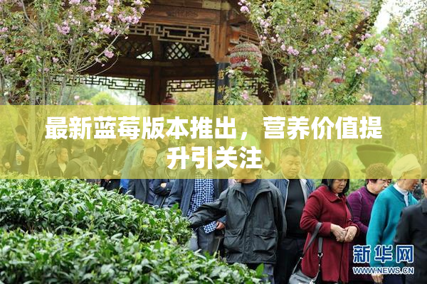 最新蓝莓版本推出，营养价值提升引关注
