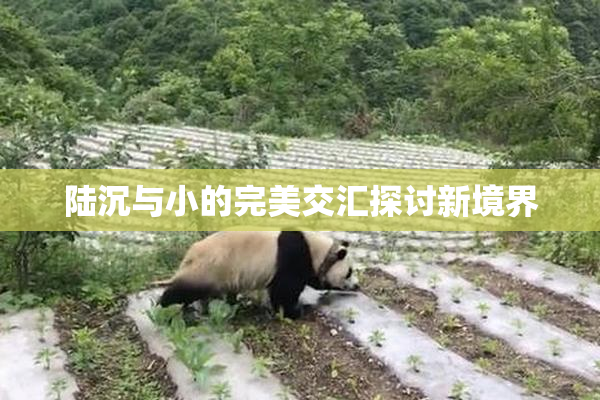 陆沉与小的完美交汇探讨新境界