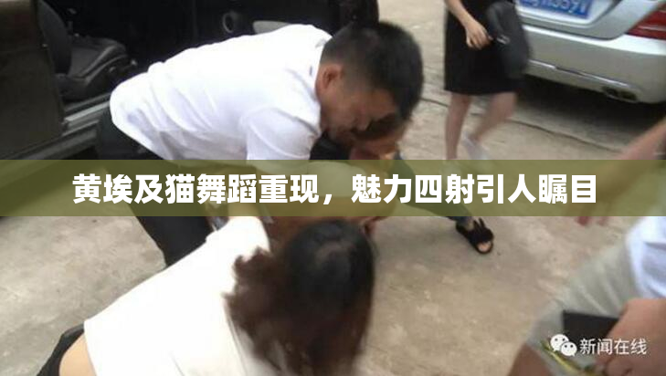 黄埃及猫舞蹈重现，魅力四射引人瞩目