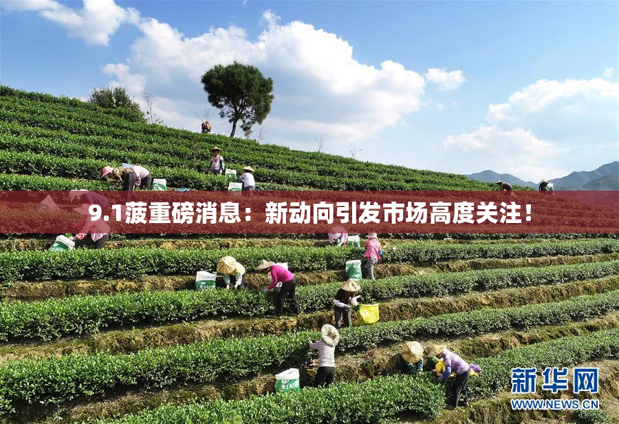 9.1菠重磅消息：新动向引发市场高度关注！