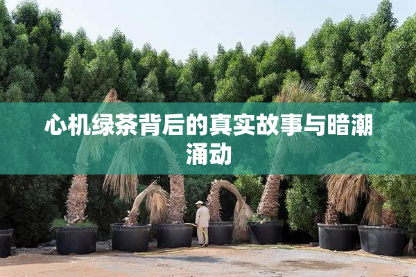 心机绿茶背后的真实故事与暗潮涌动