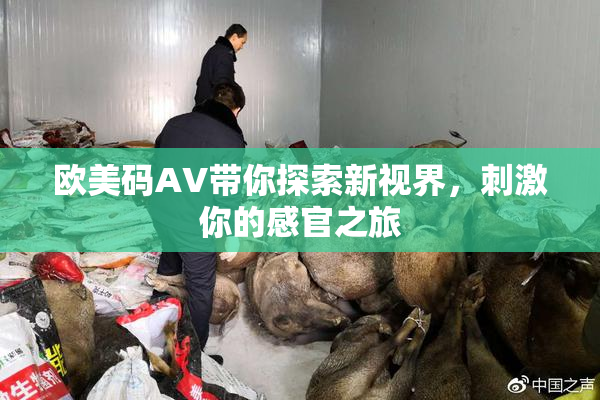 欧美码AV带你探索新视界，刺激你的感官之旅