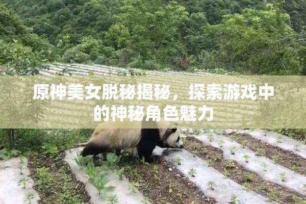 原神美女脱秘揭秘，探索游戏中的神秘角色魅力