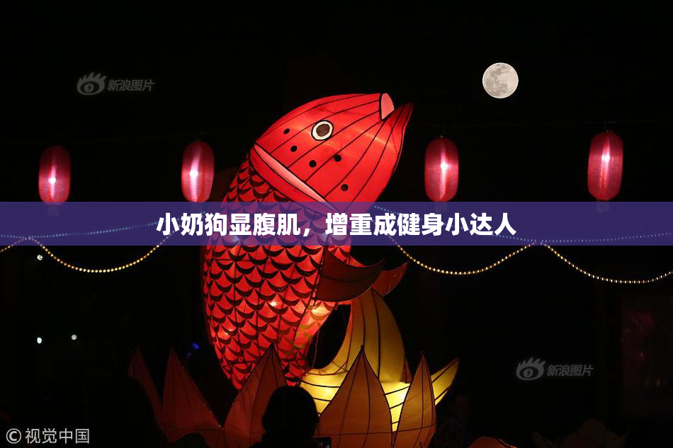 小奶狗显腹肌，增重成健身小达人