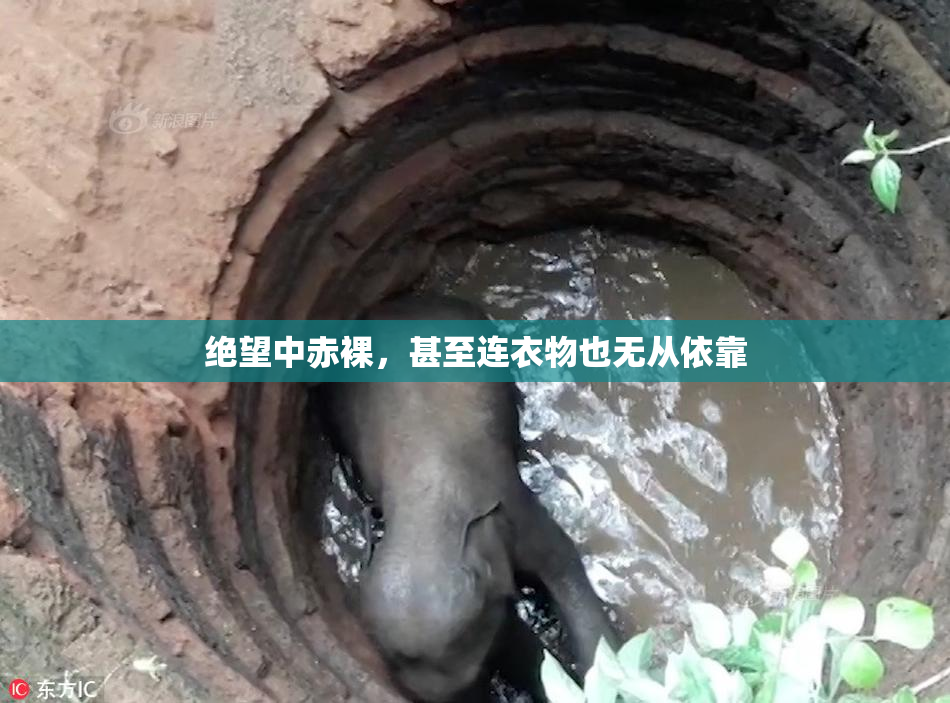 绝望中赤裸，甚至连衣物也无从依靠