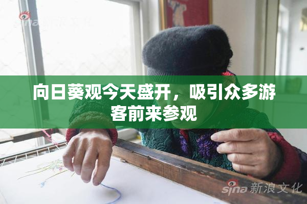 向日葵观今天盛开，吸引众多游客前来参观