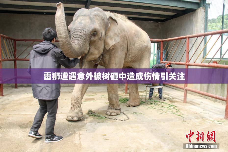 雷狮遭遇意外被树砸中造成伤情引关注
