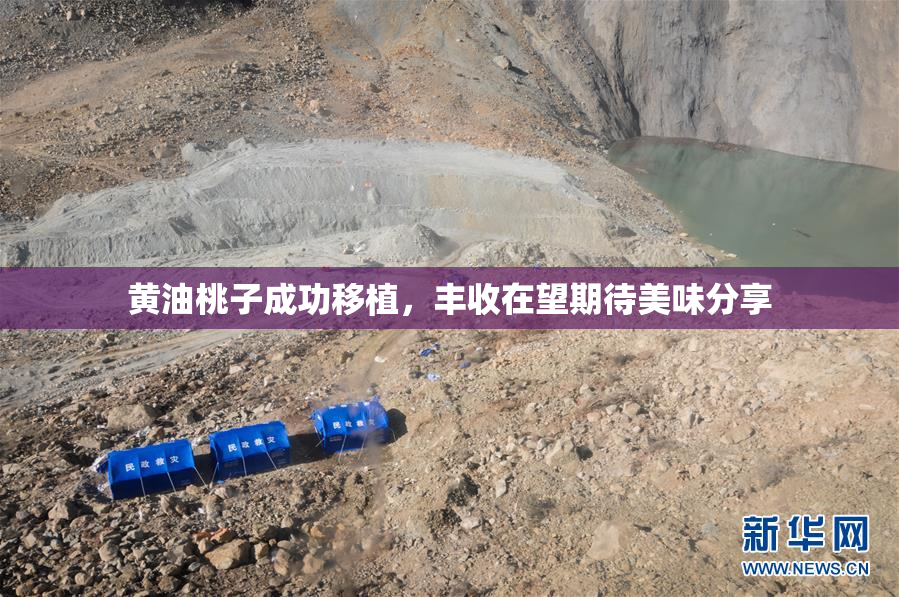 黄油桃子成功移植，丰收在望期待美味分享