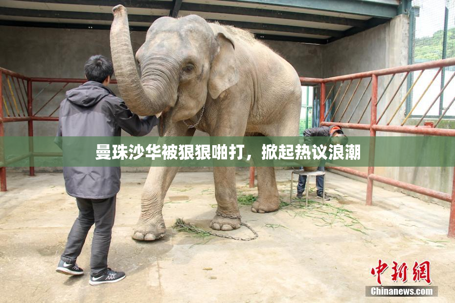 曼珠沙华被狠狠啪打，掀起热议浪潮