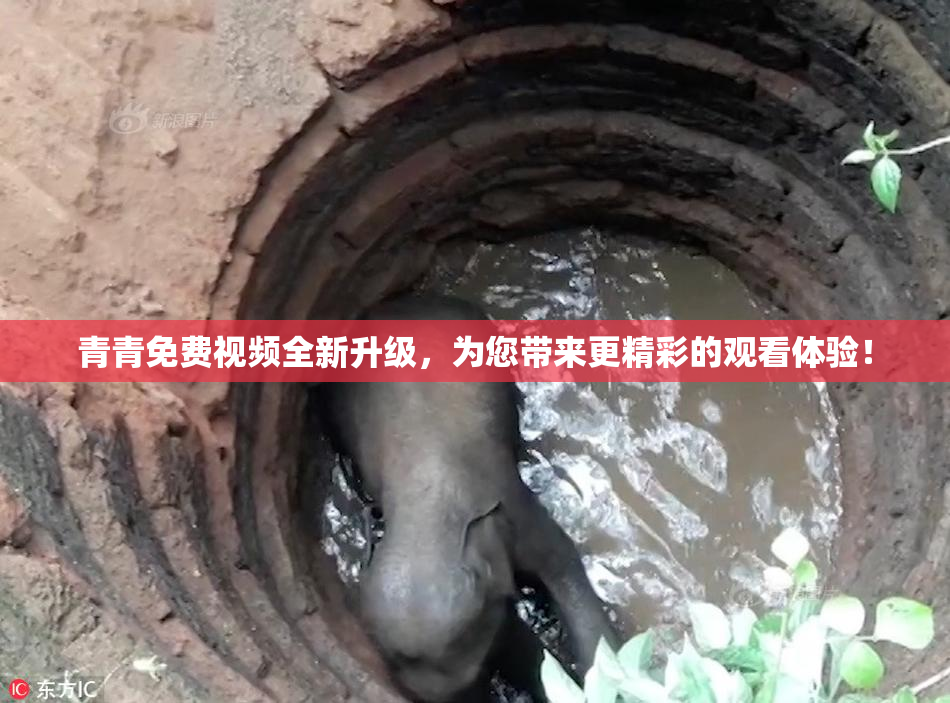 青青免费视频全新升级，为您带来更精彩的观看体验！