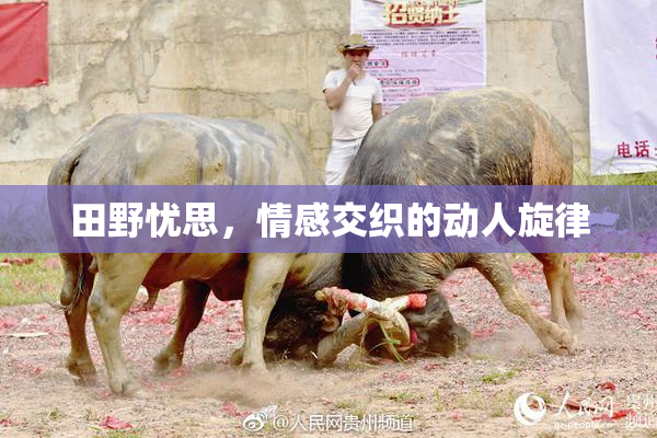 田野忧思，情感交织的动人旋律