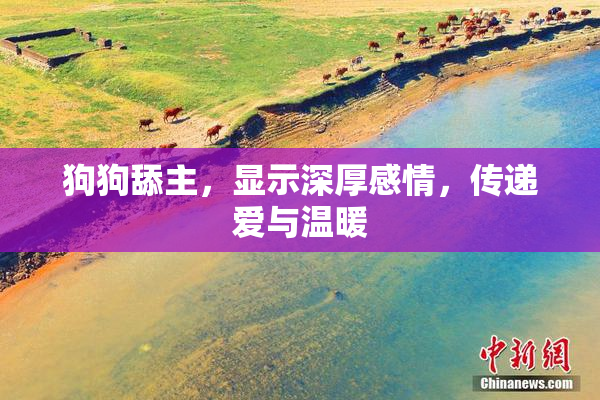 狗狗舔主，显示深厚感情，传递爱与温暖