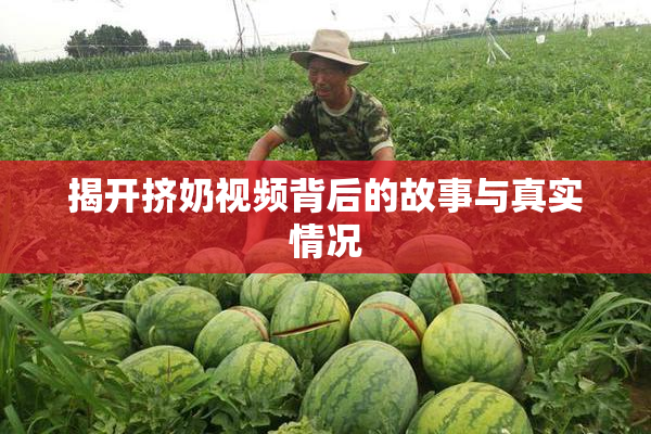 揭开挤奶视频背后的故事与真实情况