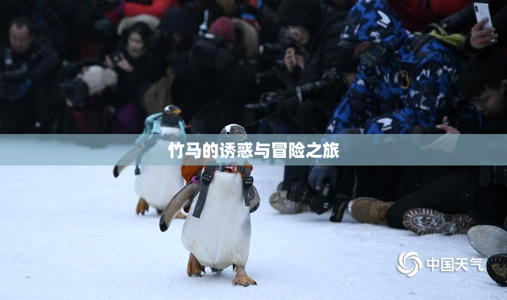 竹马的诱惑与冒险之旅