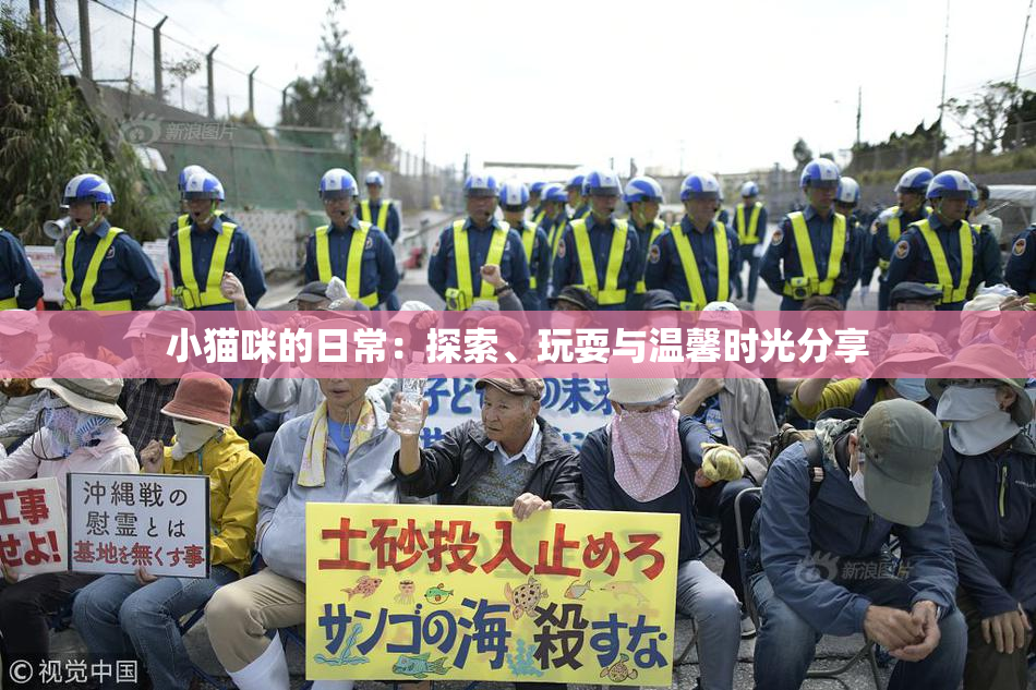 小猫咪的日常：探索、玩耍与温馨时光分享