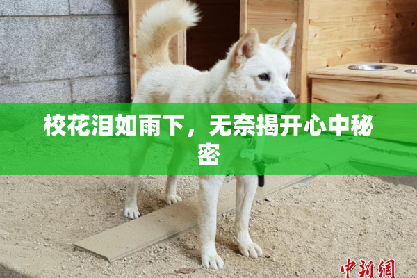 校花泪如雨下，无奈揭开心中秘密