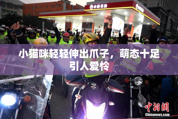 小猫咪轻轻伸出爪子，萌态十足引人爱怜