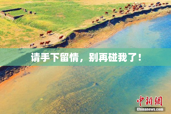 请手下留情，别再碰我了！