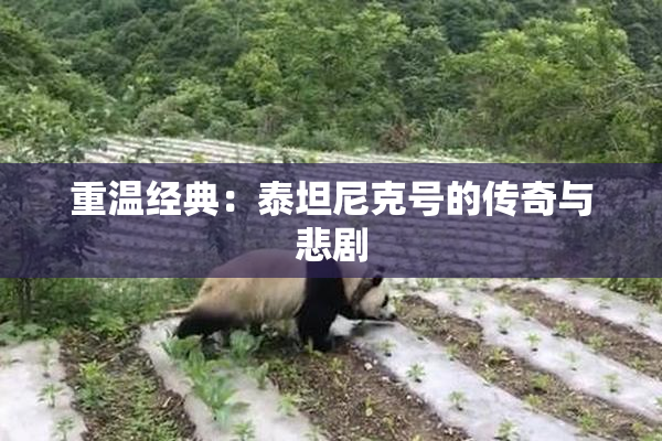 重温经典：泰坦尼克号的传奇与悲剧