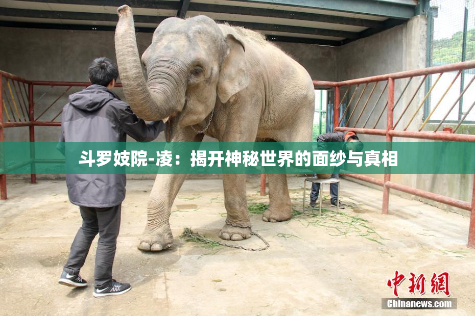斗罗妓院-凌：揭开神秘世界的面纱与真相