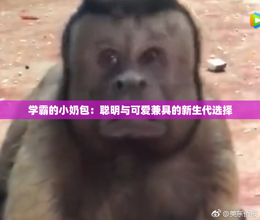 学霸的小奶包：聪明与可爱兼具的新生代选择