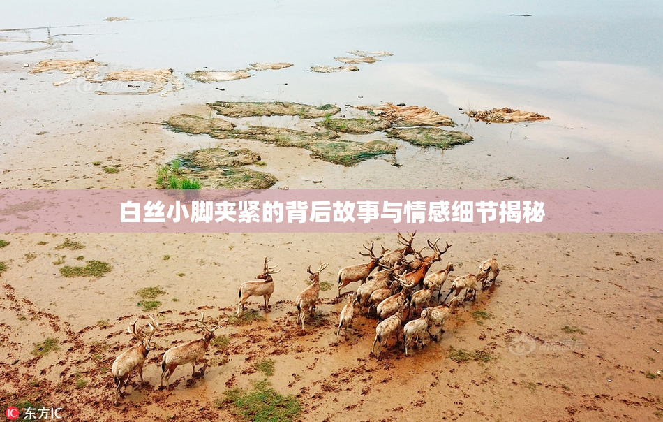 白丝小脚夹紧的背后故事与情感细节揭秘