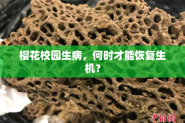 樱花校园生病，何时才能恢复生机？