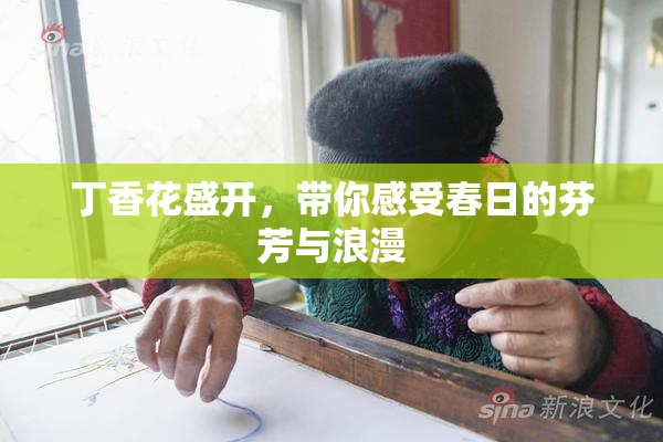 丁香花盛开，带你感受春日的芬芳与浪漫