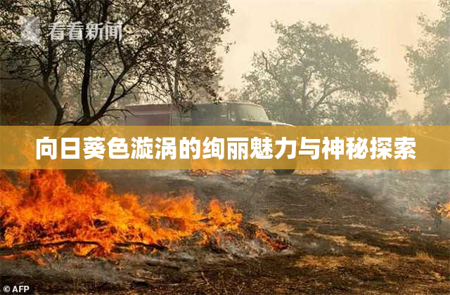 向日葵色漩涡的绚丽魅力与神秘探索