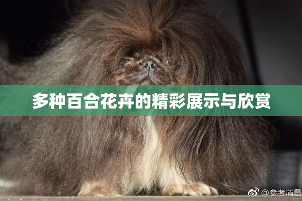 多种百合花卉的精彩展示与欣赏