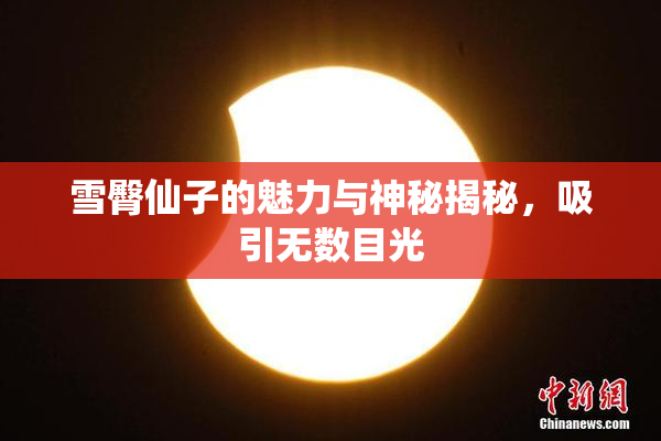 雪臀仙子的魅力与神秘揭秘，吸引无数目光
