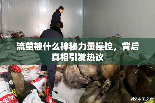 流萤被什么神秘力量操控，背后真相引发热议