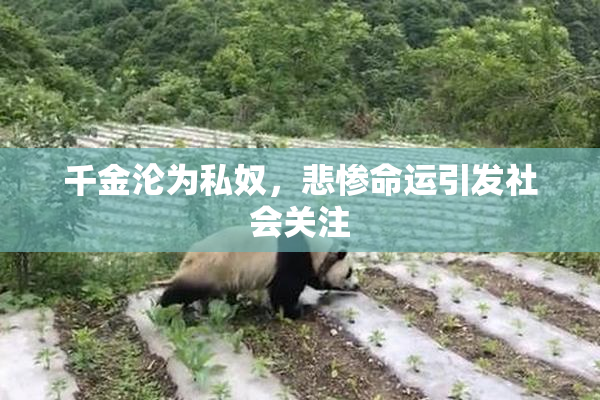 千金沦为私奴，悲惨命运引发社会关注