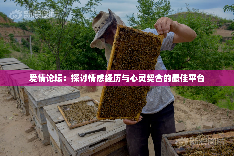 爱情论坛：探讨情感经历与心灵契合的最佳平台
