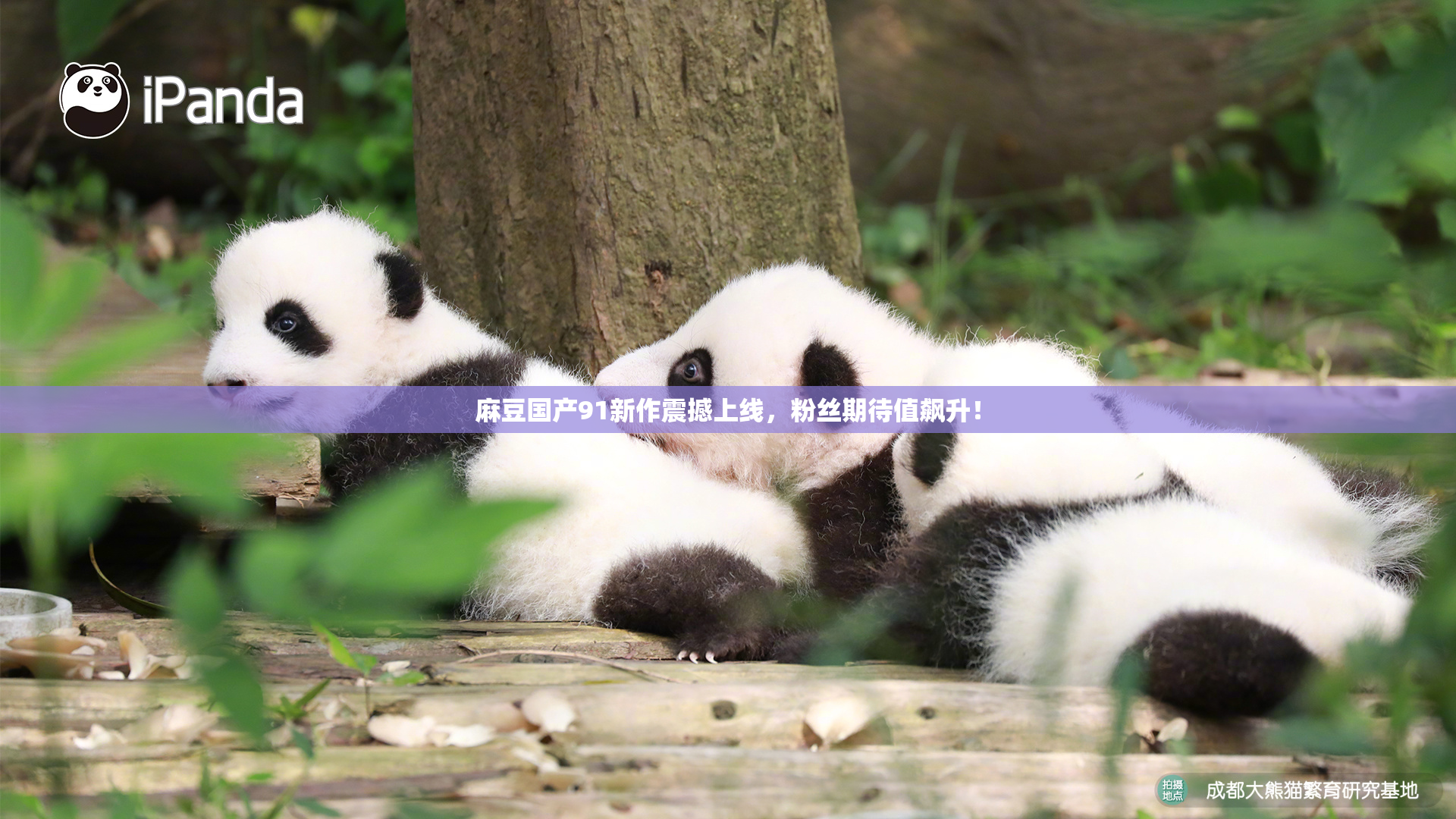 麻豆国产91新作震撼上线，粉丝期待值飙升！