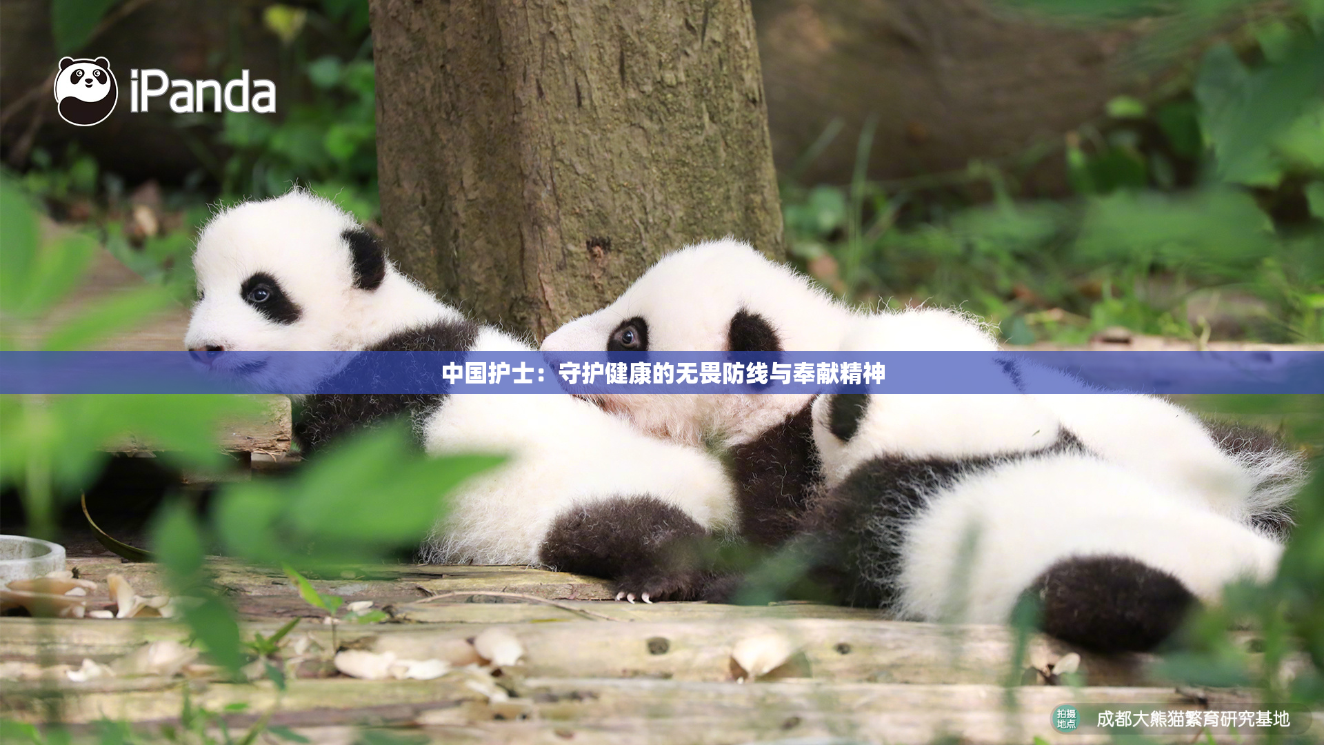 中国护士：守护健康的无畏防线与奉献精神