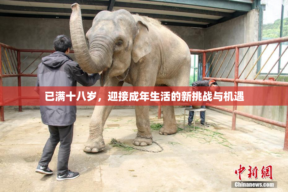 已满十八岁，迎接成年生活的新挑战与机遇