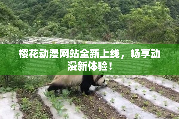 樱花动漫网站全新上线，畅享动漫新体验！